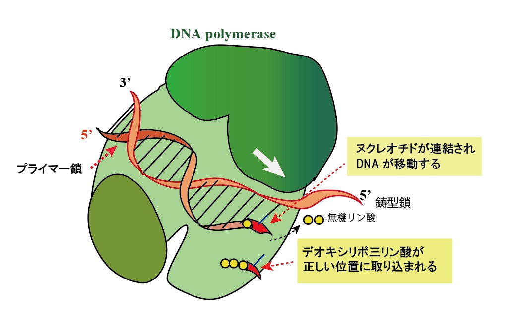 DNApolymerase-elongation.jpg