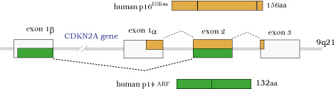 CDKN2A_gene.jpg