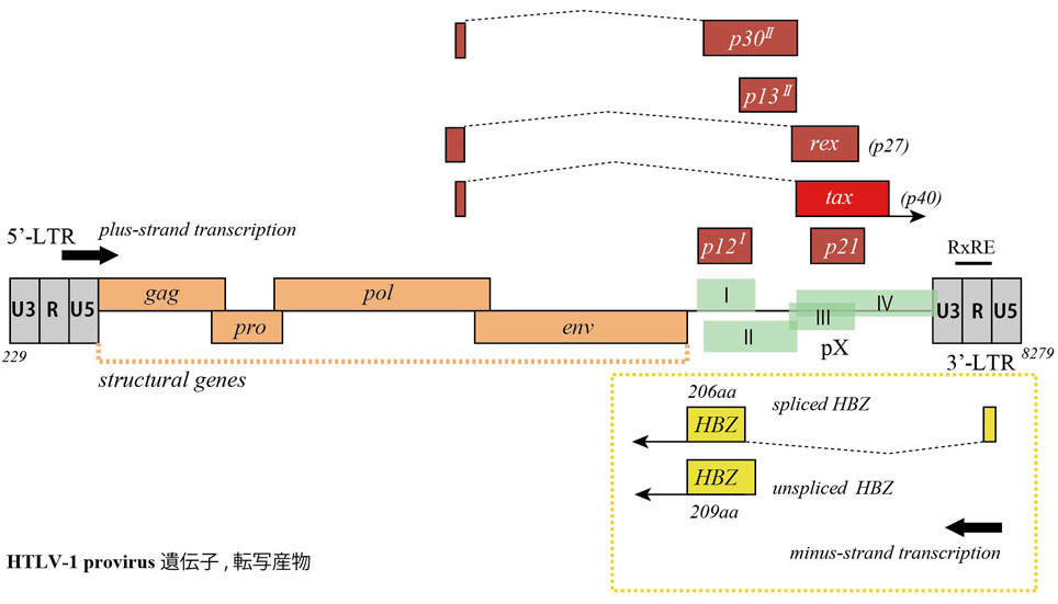 HTLV1provirus-gene.jpg