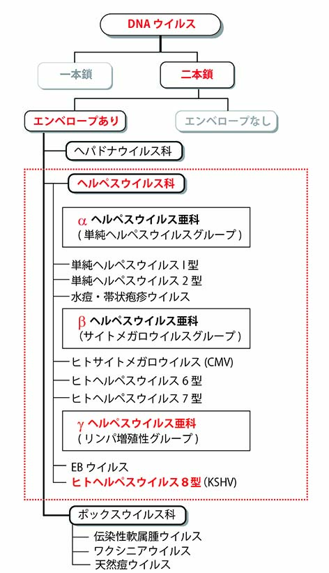 HHV8-taxonomy.jpg