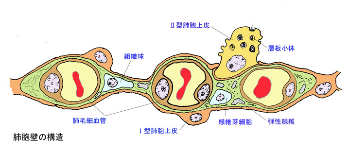 alveolarwall01.jpg