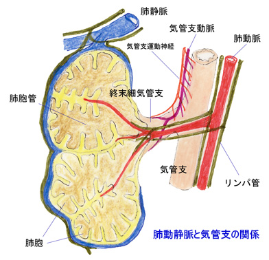 pulmonaryA02.jpg