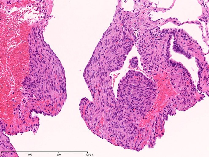 LAMcells01.jpg