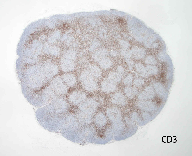 CD3-1.jpg