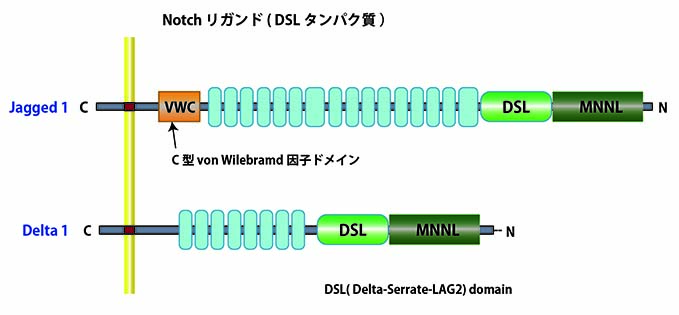 Notch-ligands.jpg