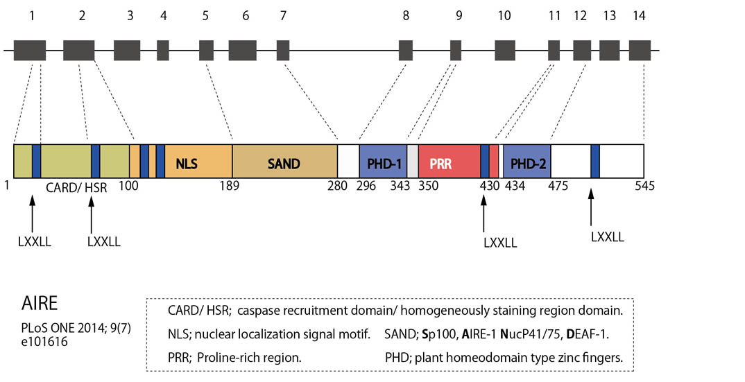 AIRE-protein-gene.jpg